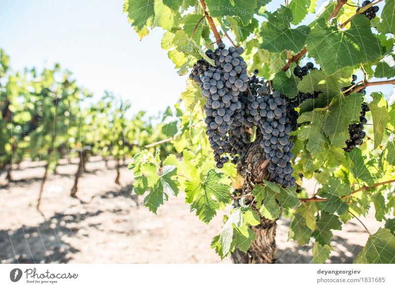 Rebtrauben auf Sonne Frucht Ferien & Urlaub & Reisen Tourismus Sommer Natur Landschaft Pflanze Herbst Blatt Wachstum frisch grün rot Weintrauben Weinberg Reben