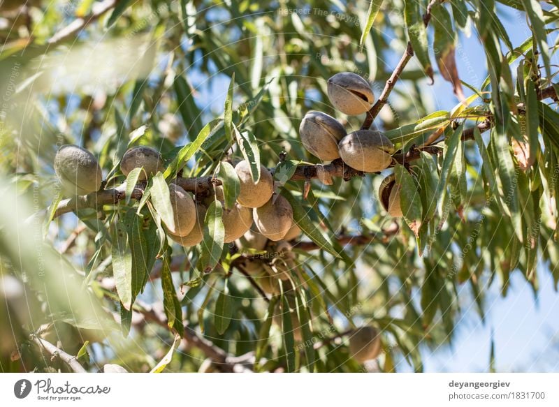 Mandel Plantage Bäume Frucht Natur Landschaft Pflanze Himmel Baum grün Schonung ländlich Ackerbau Feld Nut Bauernhof Spanien Reihe Gegend Walnussholz