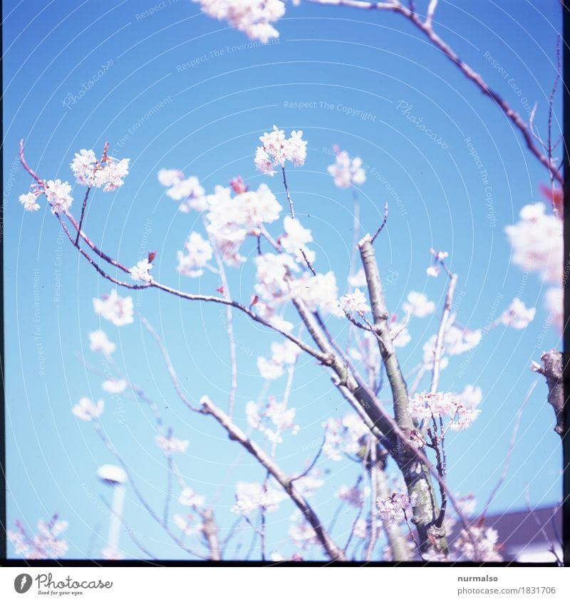 Frühlingshauch Stil Freude Garten Kunst Natur Pflanze Tier Himmel Wolkenloser Himmel Baum Blüte Blühend leuchten Wachstum ästhetisch außergewöhnlich fantastisch