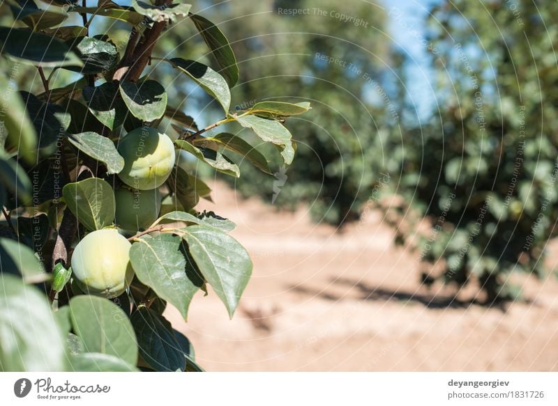 Persimonebäume. Frucht Diät Garten Natur Pflanze Herbst Baum Wachstum frisch natürlich neu grün Persimonen reif orange Lebensmittel Gesundheit süß fallen