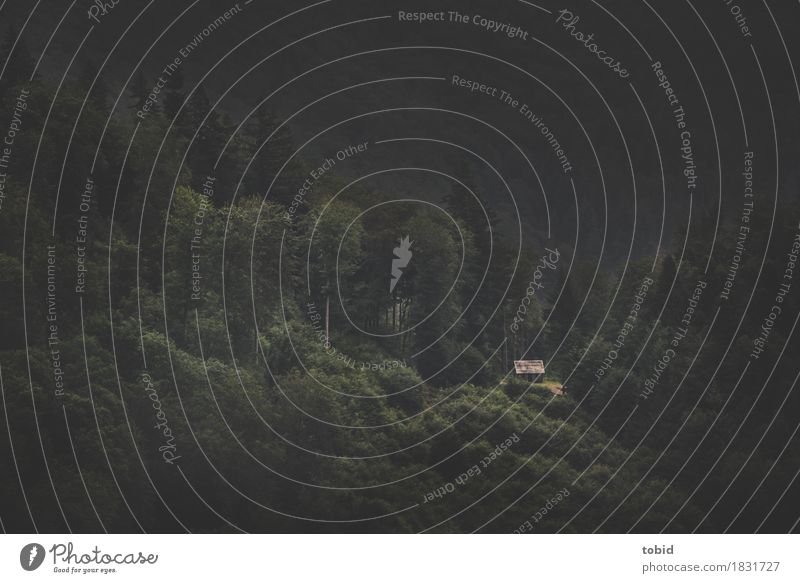 Lost Place Natur Landschaft Pflanze Baum Wald Hügel Hütte bedrohlich dunkel geheimnisvoll Einsamkeit Berghütte Waldlichtung Farbfoto Gedeckte Farben