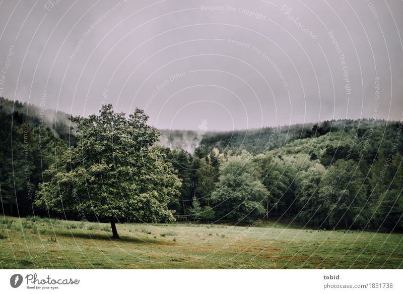 Einsam Natur Landschaft Urelemente Himmel Wolken Horizont schlechtes Wetter Nebel Baum Gras Moos Wald Hügel bedrohlich dunkel frei grün Einsamkeit