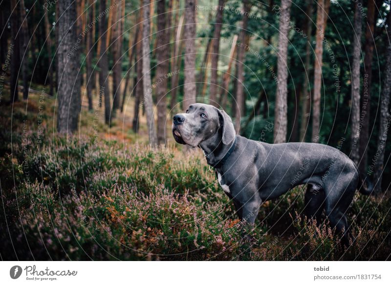 Meister Schlappohr Pt.9 Natur Landschaft Pflanze Baum Gras Sträucher Moos Wald Hügel Haustier Hund 1 Tier beobachten Blick stehen sportlich Deutsche Dogge grau