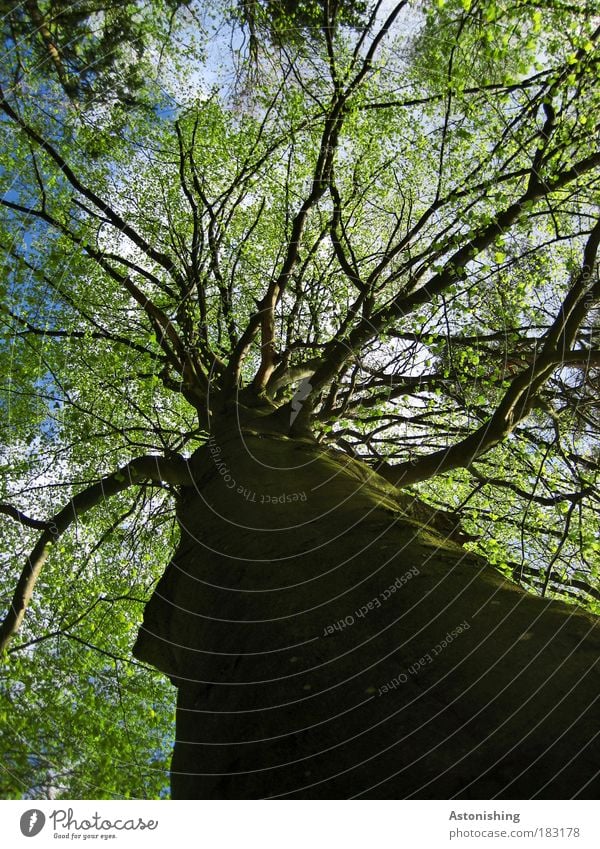 stark verzweigt Umwelt Natur Pflanze Luft Sommer Baum Blatt Grünpflanze Wachstum hell hoch braun grün schwarz Ast Geäst Laubbaum Baumstamm Farbfoto