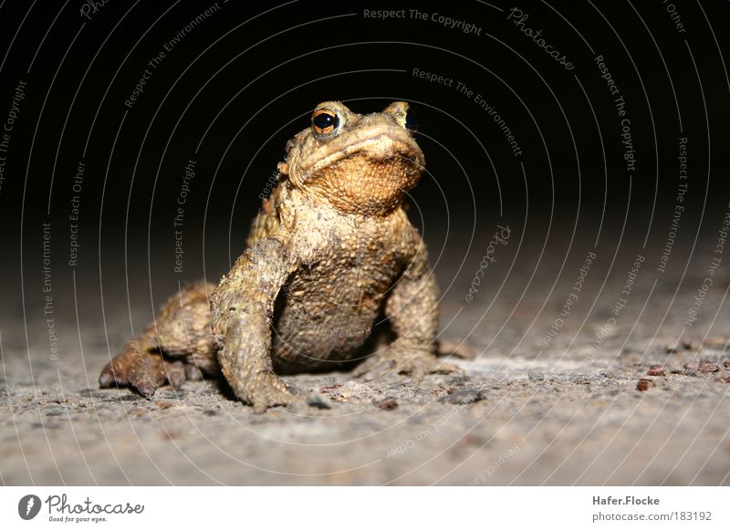 Strammer Max Farbfoto Außenaufnahme Nahaufnahme Experiment Hintergrund neutral Nacht Blitzlichtaufnahme Silhouette Schwache Tiefenschärfe Froschperspektive