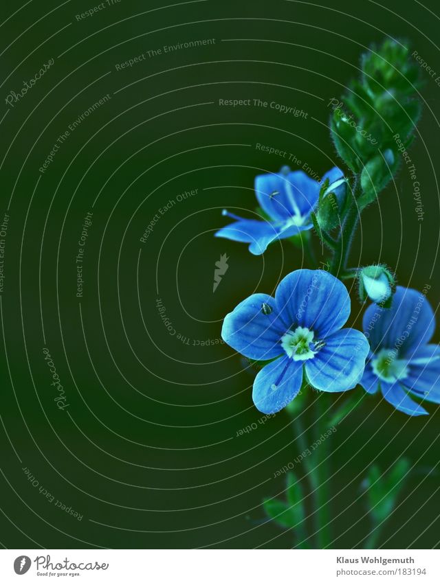 Gamander Ehrenpreis ganz nah gesehen Natur Pflanze Blume Blüte Wildpflanze Gamander-Ehrenpreis Park Wiese Blühend Wachstum wild blau grün Einsamkeit Farbfoto