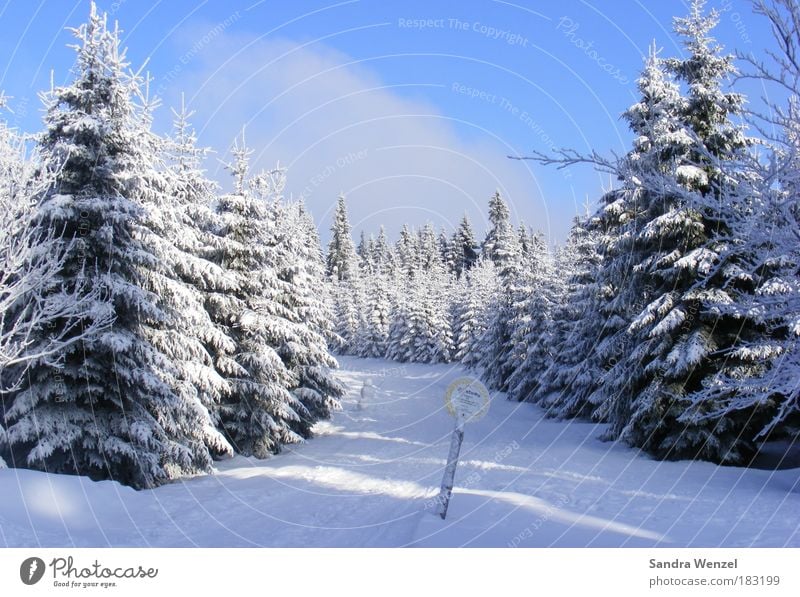 Zauberwald Farbfoto Außenaufnahme Menschenleer Textfreiraum oben Tag Ferien & Urlaub & Reisen Winter Schnee Winterurlaub Berge u. Gebirge wandern Umwelt Natur