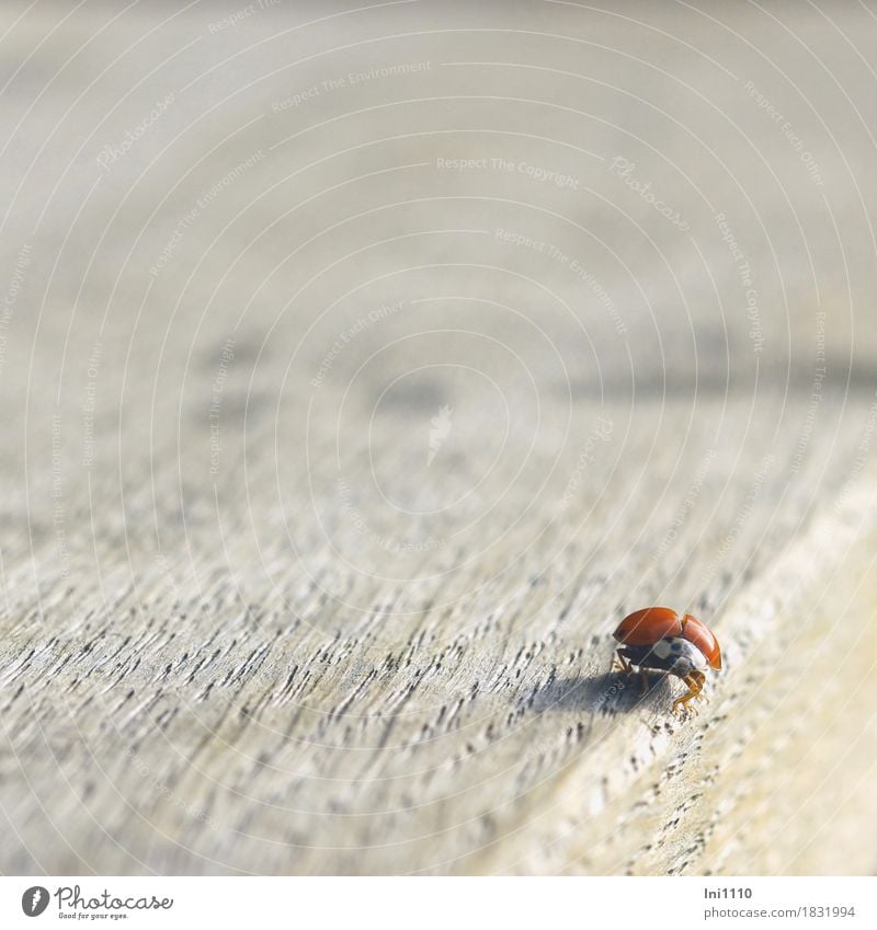 Marienkäfer Wildtier Käfer Tiergesicht Flügel 1 schön natürlich braun grau orange rot schwarz weiß Glücksbringer Herbst Insekt Tischkante Farbfoto Außenaufnahme