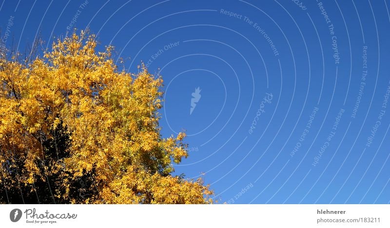 Gelber Herbstbaum Farbfoto Menschenleer Textfreiraum rechts Tag schön Umwelt Natur Himmel Baum Blatt Park natürlich blau gelb Farbe orange fallen Saison