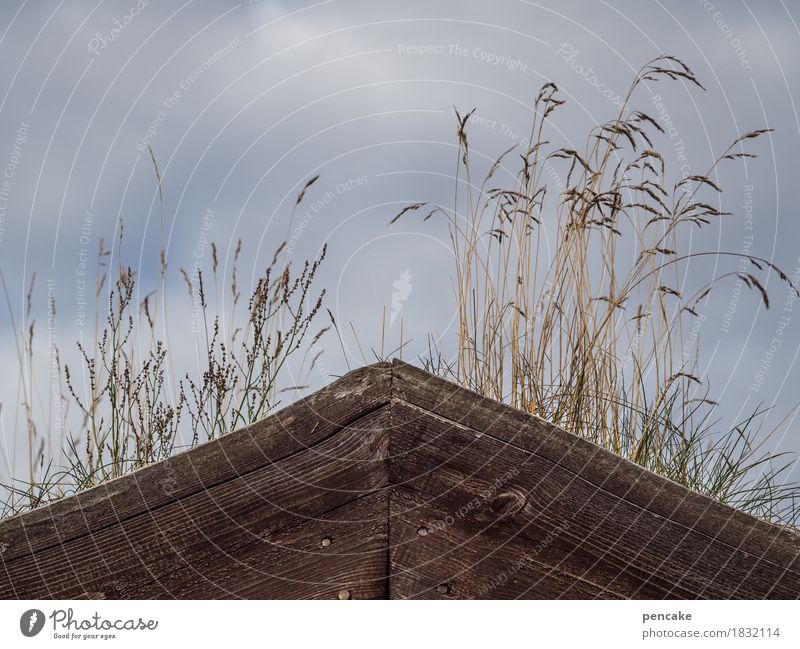 prima klima | dachgarten Natur Urelemente Himmel Klima Wetter Hütte gut Holzhütte Dachgarten Gras Wolken feucht Feuchtgebiete Grasdach grün biologisch