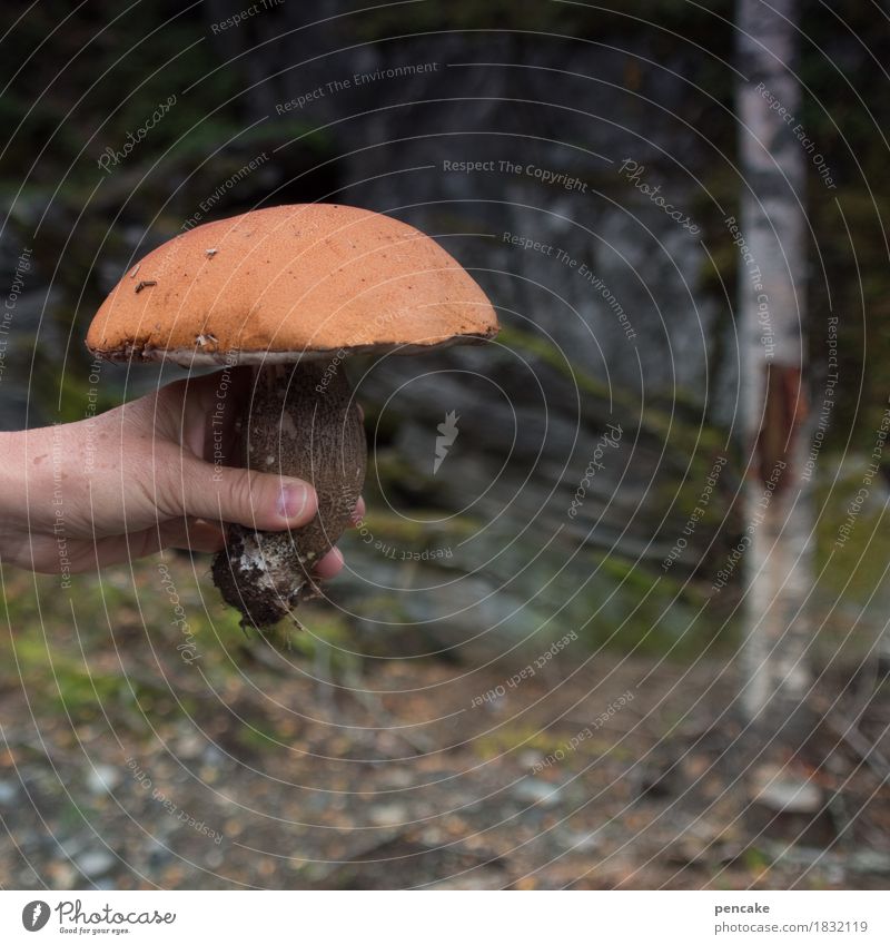 spiselig Lebensmittel Hand Finger Natur Urelemente Erde Herbst Pflanze Wald fest groß lecker braun orange Pilz Pilzsucher essbar Birkenpilz Stolz Fundstück