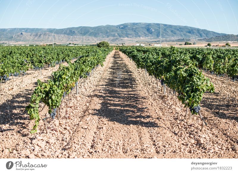 Weintrauben Frucht Ferien & Urlaub & Reisen Tourismus Sommer Natur Landschaft Pflanze Herbst Blatt Wachstum frisch grün rot Weinberg Reben Weingut Ernte