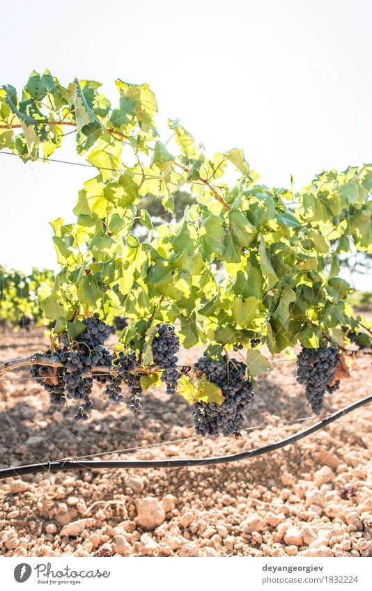 Weintrauben Frucht Ferien & Urlaub & Reisen Tourismus Sommer Natur Landschaft Pflanze Herbst Blatt Wachstum frisch grün rot Weinberg Reben Weingut Ernte