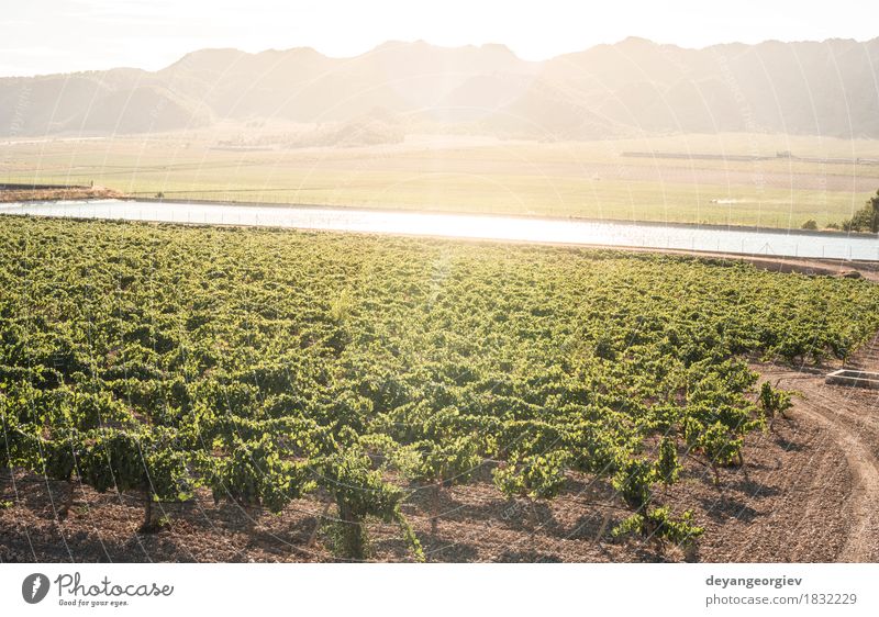 Weinberge bei Sonnenuntergang Frucht Industrie Technik & Technologie Natur Pflanze Erde Blatt Fluss Wachstum nass grün Bewässerung Kanal Druckrohrleitung Rochen