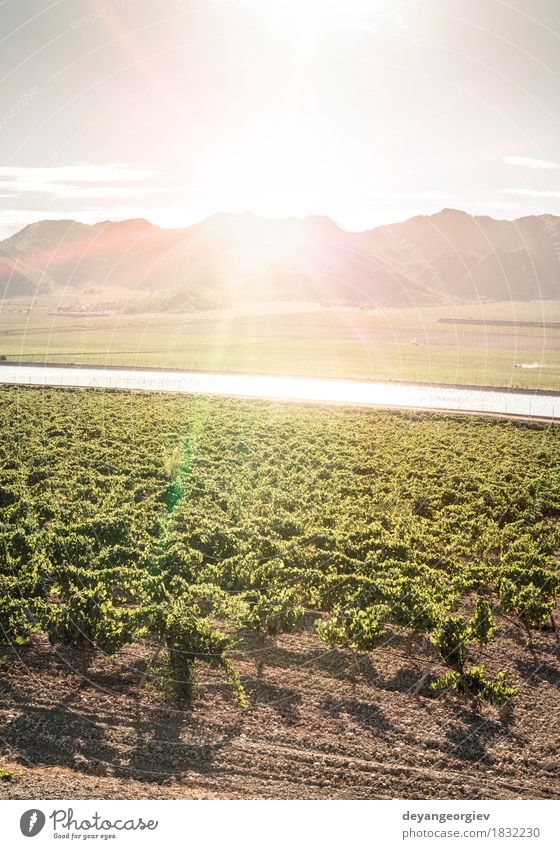 Weinberge bei Sonnenuntergang Frucht Industrie Technik & Technologie Natur Pflanze Erde Blatt Fluss Wachstum nass grün Bewässerung Kanal Druckrohrleitung Rochen