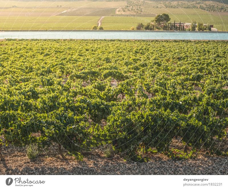 Weinberge bei Sonnenuntergang Frucht Industrie Technik & Technologie Natur Pflanze Erde Blatt Fluss Wachstum nass grün Bewässerung Kanal Druckrohrleitung Rochen