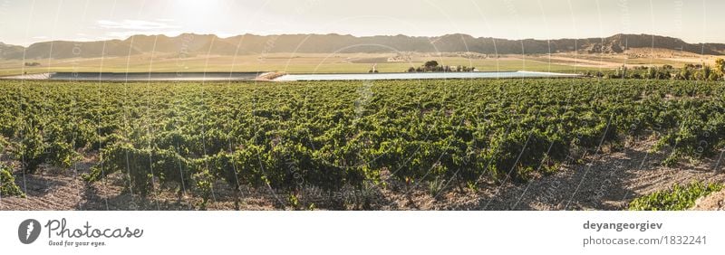 Weinberge bei Sonnenuntergang Frucht Industrie Technik & Technologie Natur Pflanze Erde Blatt Fluss Wachstum nass grün Bewässerung Kanal Druckrohrleitung