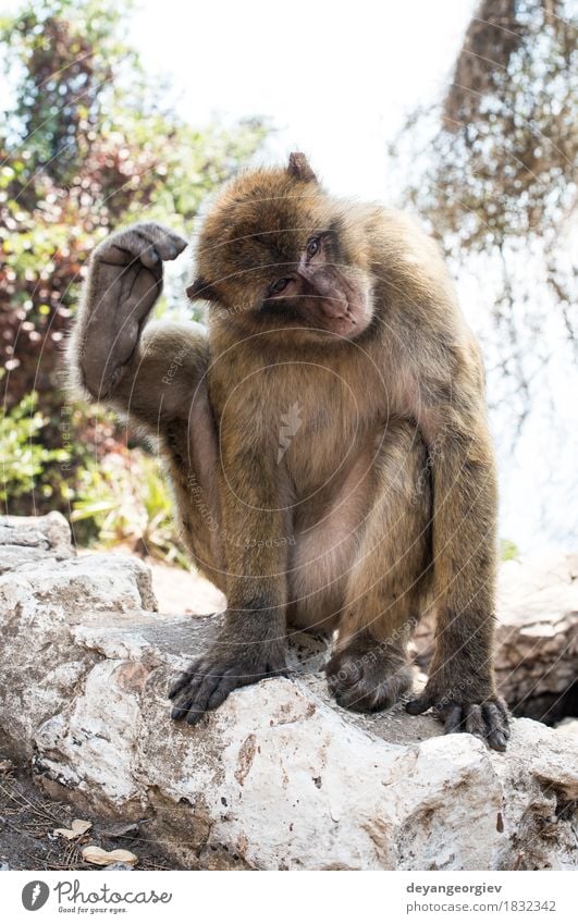 Barbary-Makaken-Affe Frau Erwachsene Mann Natur Tier Felsen niedlich wild Berberei Menschenaffen Affen Gibraltar Primas Tierwelt Macaca jung Säugetier Lebewesen