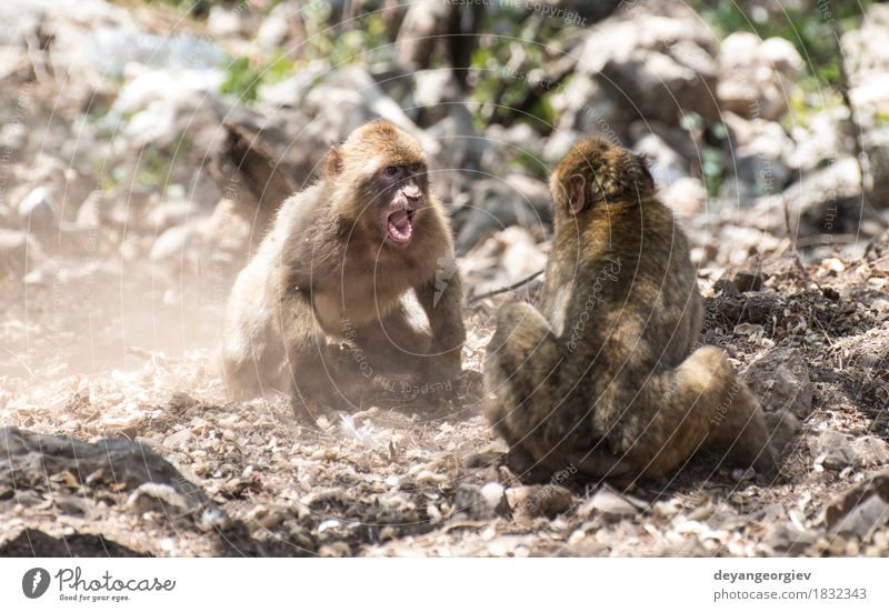 Barbary Makaken, die kämpfen Glück Spielen Natur Tier Erde Baum Wald Urwald klein lustig niedlich wild Affen Boxsport Tierwelt Primas Eichhörnchen Säugetier