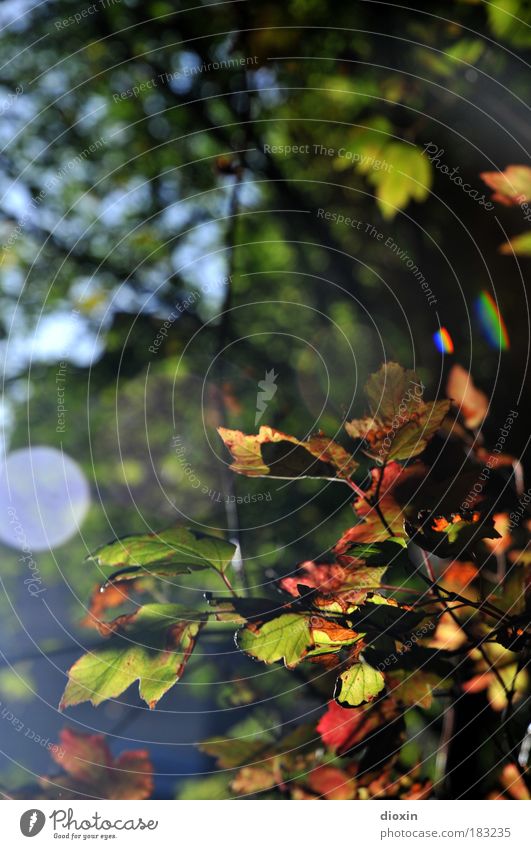 Amsterdammer Herbst Farbfoto Außenaufnahme Textfreiraum oben Tag Licht Reflexion & Spiegelung Lichterscheinung Sonnenstrahlen Gegenlicht Schwache Tiefenschärfe