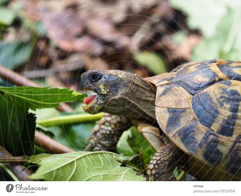 Törtel Essen Umwelt Natur Landschaft Schönes Wetter Pflanze Gras Sträucher Moos Blatt Wiese Wald Tier Zoo Schildkröte 1 Panzer Zunge Bewegung entdecken Fressen