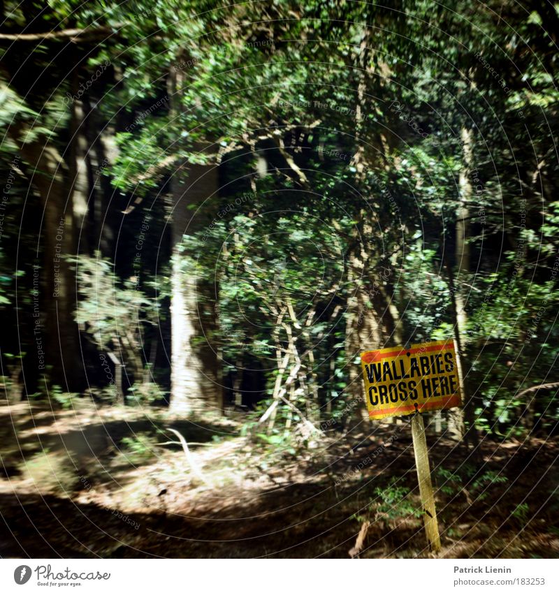 wallabies crossing Ausflug Abenteuer Ferne Freiheit Umwelt Natur Tier Baum Wald Urwald Berge u. Gebirge Verkehrswege Autofahren Straße Verkehrszeichen