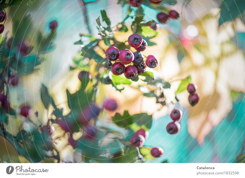 Reserve, Weissdornbeeren Natur Landschaft Sonnenlicht Herbst Schönes Wetter Pflanze Wildpflanze Garten Wachstum ästhetisch natürlich grün rot türkis