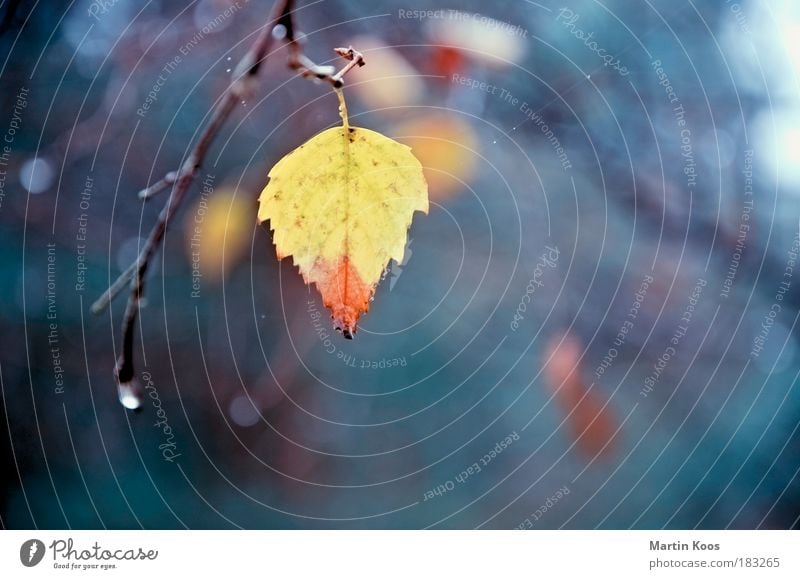 abgesang Natur Blatt Einsamkeit Färbung Farbe gelb rot Pastellton Zweige u. Äste Tropfen hängend Vergänglichkeit Herbst kalt schön einzeln mehrfarbig Abschied