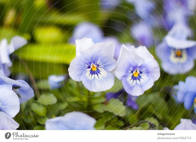 Blueten von Stiefmuetterchen elegant Stil Sommer Umwelt Natur Landschaft Pflanze Sonne Sonnenlicht Frühling Herbst Blume Gras Sträucher Blatt Blüte Grünpflanze