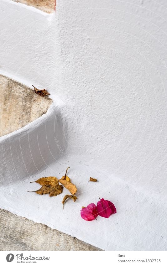 Vergänglichkeit Häusliches Leben Haus Herbst Blatt Blüte Dorf Altstadt Mauer Wand Treppe Farbfoto Außenaufnahme Textfreiraum rechts Textfreiraum oben