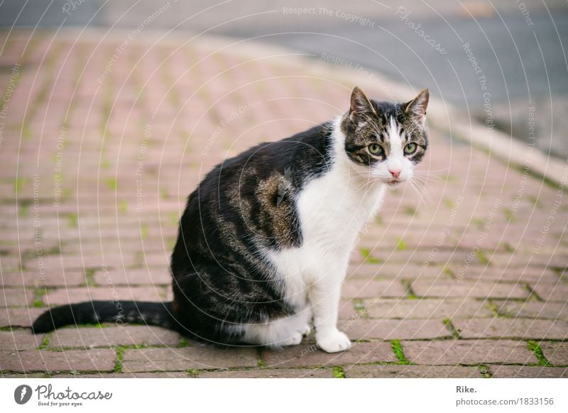 Katze von nebenan. Straße Tier Haustier 1 schön wild Tierliebe Natur Schüchternheit begegnen Pflastersteine Außenaufnahme Schnurrhaar Fell niedlich Pfote