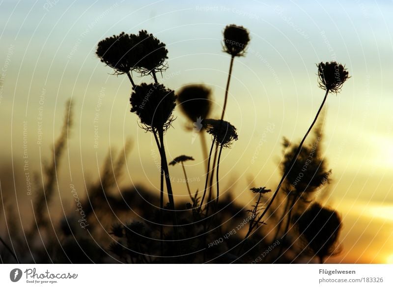 Sommererinnerungen Außenaufnahme Dämmerung Ferien & Urlaub & Reisen Umwelt Natur Himmel Sonnenaufgang Sonnenuntergang Pflanze Gras Sträucher Grünpflanze atmen