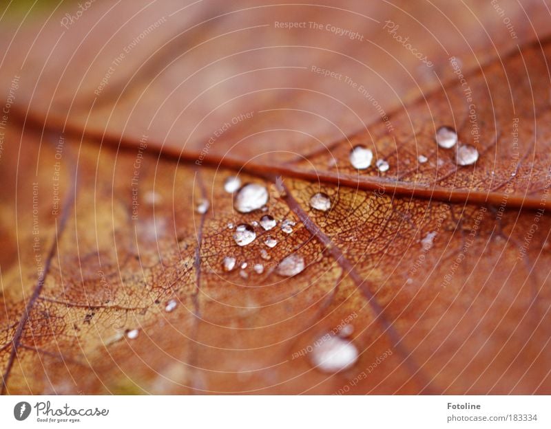 verwelkt Farbfoto Außenaufnahme Nahaufnahme Detailaufnahme Makroaufnahme Textfreiraum links Textfreiraum oben Morgen Tag Licht Unschärfe Umwelt Natur Pflanze