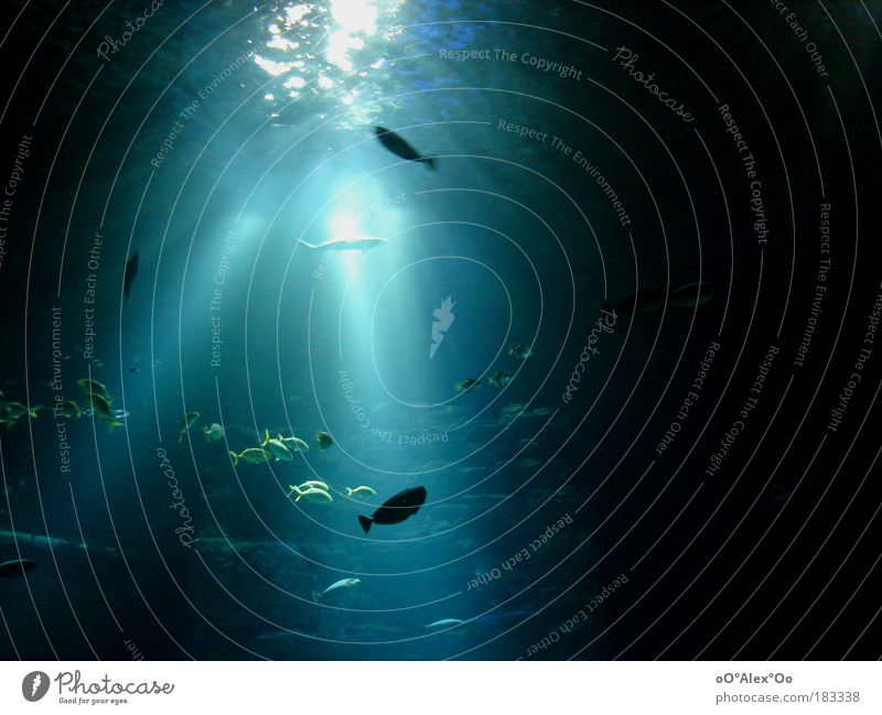 Eintauchen harmonisch ruhig Schwimmen & Baden Tourismus Ausflug Zoo Tier Wasser Meer Tunnel Aquarium Sehenswürdigkeit Fisch Schwarm beobachten genießen Blick