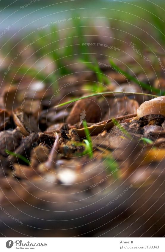 Tunnelblick im Herbst Natur Pflanze Gras Blatt Nutzpflanze Wildpflanze Straßengraben fallen dehydrieren trocken unten braun gold grün ruhig Verfall