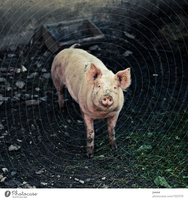 Wirst Du mich essen? Tier Nutztier 1 Denken dreckig rosa Gefühle Tierliebe Mitgefühl Traurigkeit Angst Einsamkeit Trog Stall Gehege Hausschwein Blick