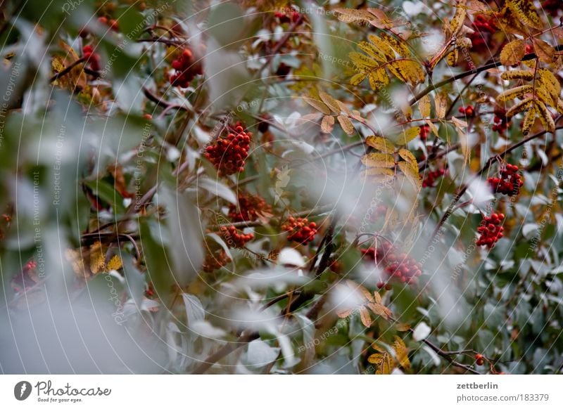 Blätter und Beeren Herbst Mecklenburg-Vorpommern middelhagen Oktober November Ostsee Rügen Herbstlaub Pflanze blätterm beeren Esche Vogelbeerbaum Unschärfe