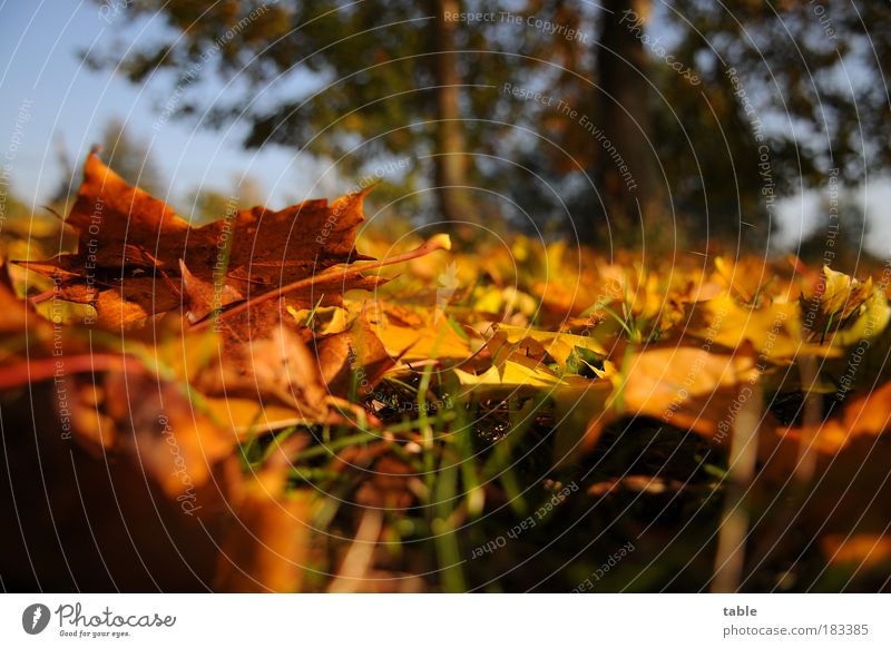 Bodenhaltung Farbfoto Nahaufnahme Froschperspektive Umwelt Natur Landschaft Pflanze Herbst Schönes Wetter Baum Gras Blatt Ahornblatt Wiese liegen stehen