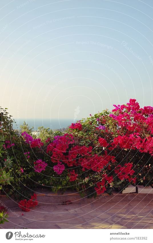 Ausblick Ferien & Urlaub & Reisen Tourismus Ferne Freiheit Sommerurlaub Meer Häusliches Leben Garten Landschaft Wolkenloser Himmel Pflanze Sträucher Blatt Blüte