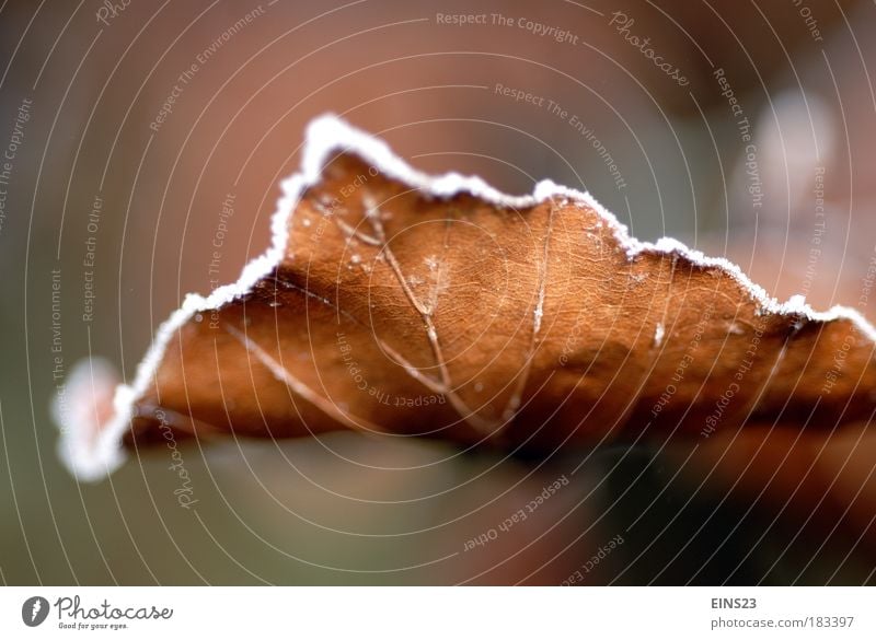 Frost im Herbst Farbfoto Außenaufnahme Hintergrund neutral Tag Unschärfe Totale Pflanze Winter Eis Blatt Park braun Gelassenheit ruhig Blattunterseite