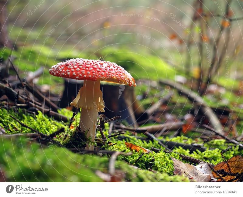 Schöner Giftpilz Fliegenpilz Giftpflanze Zunderschwamm Pilz fliegenteufel Wald Glückskind Blatt muscaria Glücksbringer Blätterpilz Waldboden Gras Herbst rot