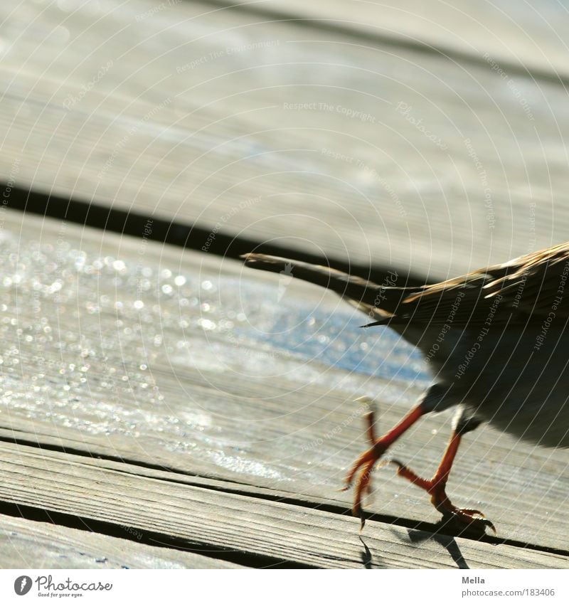 Ich bin dann mal weg Umwelt Terrasse Bodenbelag Holzfußboden Bretter Tier Vogel Spatz 1 laufen springen klein braun Leben Angst Bewegung Geschwindigkeit Natur