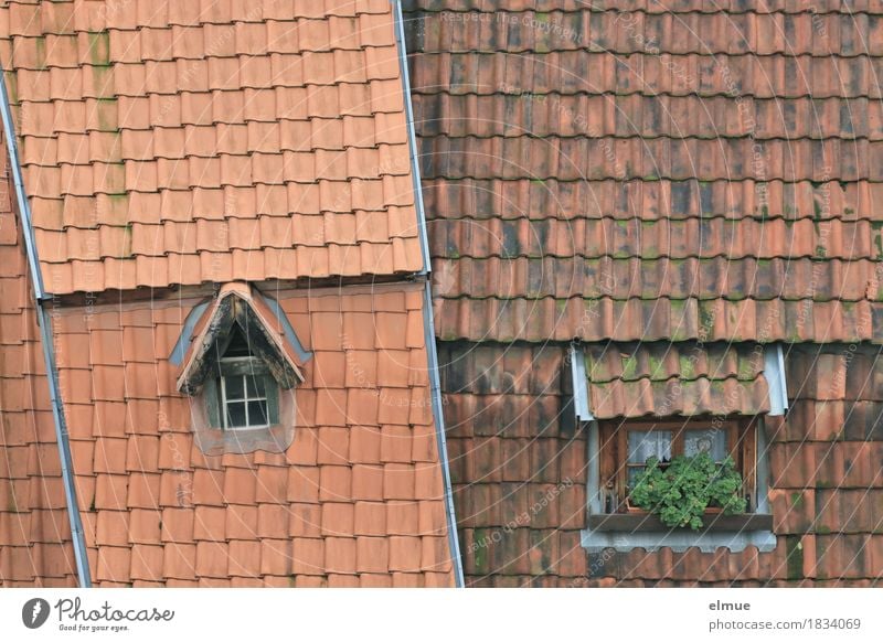 Dachlandschaft (3) Häusliches Leben Wohnung Kleinstadt Altstadt Haus Fenster Fensterln alt eckig historisch einzigartig rot Glück Geborgenheit Design