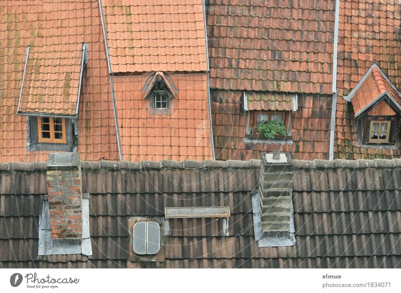 Dachlandschaft (2) Haus Altstadt Wohnhaus Ziegeldach Dachziegel Dachfirst Dachfenster Erkerfenster Fenster Luke Schornstein historisch einzigartig niedlich