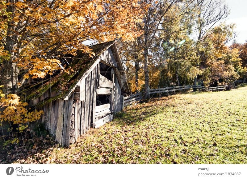 Herbstlicher Verfall Hütte Heustadel Natur Schönes Wetter Baum herbstlich alt Vergänglichkeit Wandel & Veränderung Zerstörung Idylle verfallen Lauf der Zeit