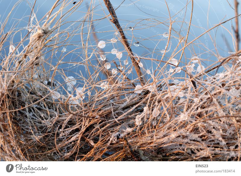 Eistropfen im Gras Farbfoto Außenaufnahme Hintergrund neutral Abend Froschperspektive Umwelt Natur Wassertropfen Winter Schönes Wetter Frost Flussufer blau