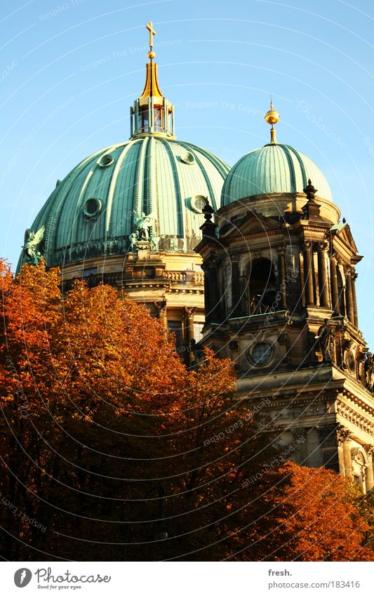 heiliger Herbst Farbfoto Außenaufnahme Menschenleer Tag Sonnenlicht Froschperspektive Chor Baum Hauptstadt Dom Sehenswürdigkeit Denkmal alt groß historisch