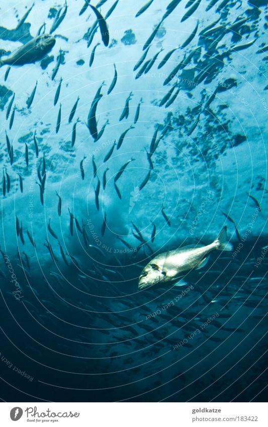 Schwarm Umwelt Tier Urelemente Wasser Nordsee Ostsee Meer Wildtier Fisch Schuppen Aquarium tauchen frisch glänzend kalt nass viele blau silber ruhig Bewegung