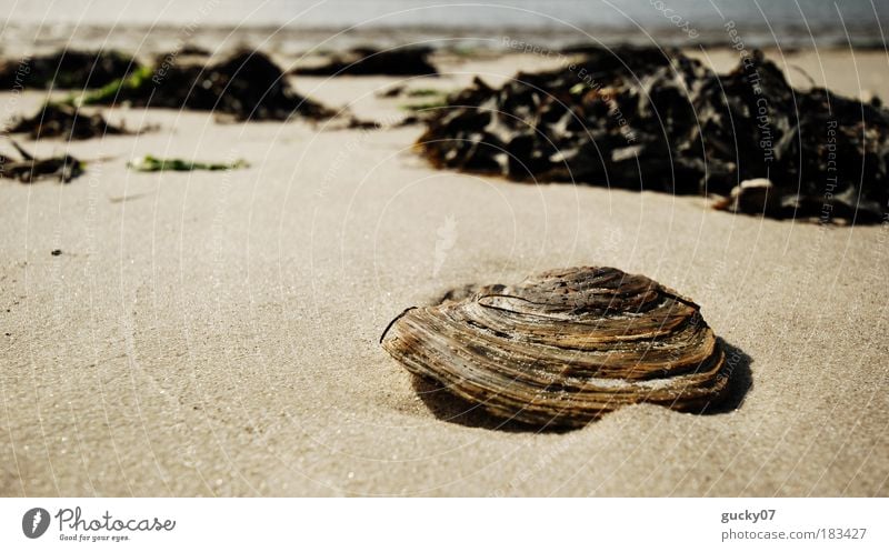 Einsame Muschel Farbfoto Außenaufnahme Menschenleer Textfreiraum links Tag Licht Weitwinkel Muschelschale Sommer Sommerurlaub Strand Meer Insel Amrum Natur Sand