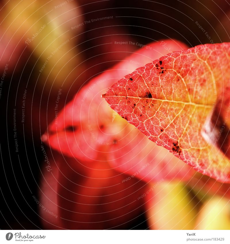 herbstglühen Farbfoto Außenaufnahme Nahaufnahme Detailaufnahme Makroaufnahme Morgen Morgendämmerung Tag Abend Dämmerung Schwache Tiefenschärfe Vogelperspektive